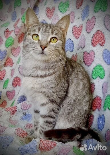 Кошка Зара