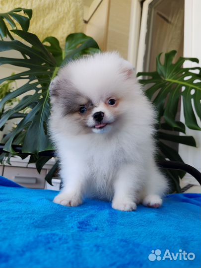 Щенки шпица