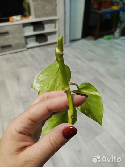 Спатифиллиум Джемини (женское счастье), сциндапсус