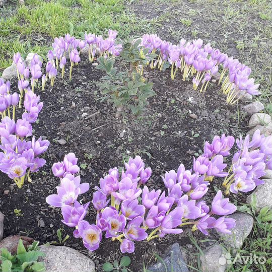 Многолетние садовые цветы