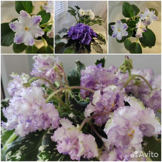 Фиалки В дом