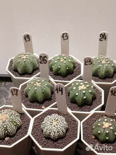 Астрофитум Звездчатый Стар Шейп 7 см горшок