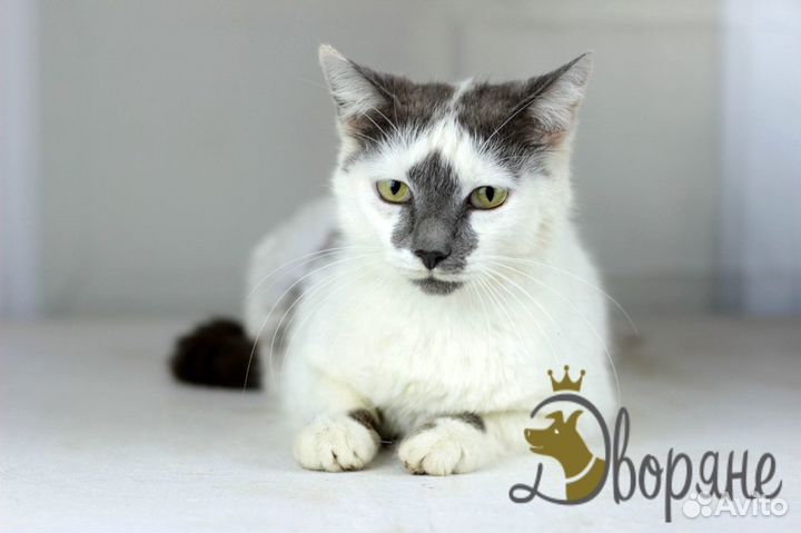 Красивейшая кошечка Мелания