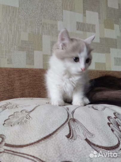 Котята манчкин