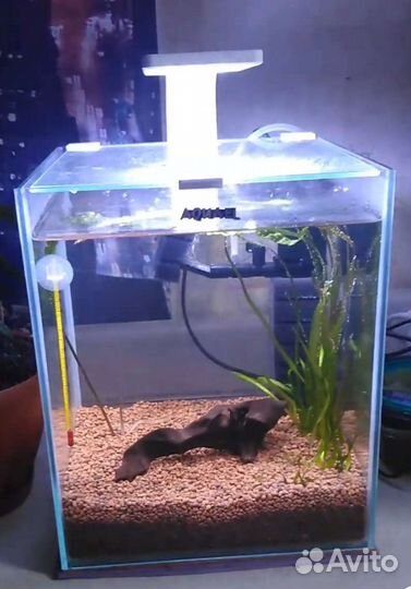 Современный аквариум aquael б.у 20л