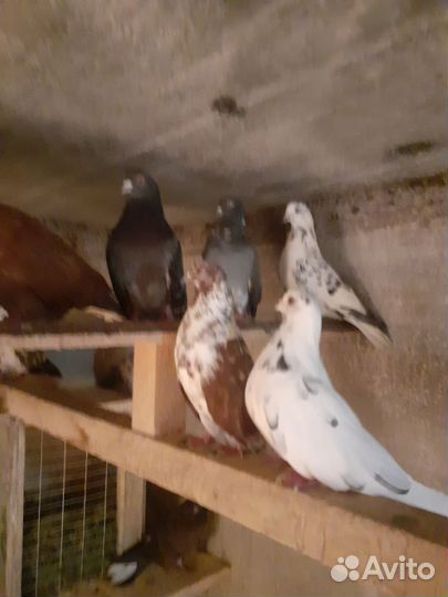 Продам голубей николаевские