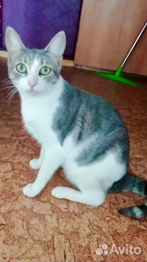 Юная славная кошка по имени Сима в дар