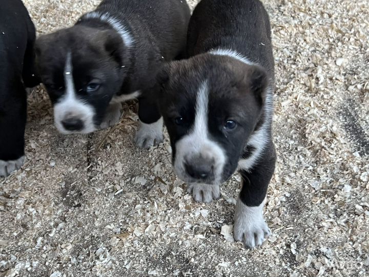 Щенки Алабая