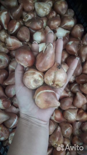 Луковицы тюльпанов