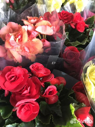 Цветы ко Дню Учителя