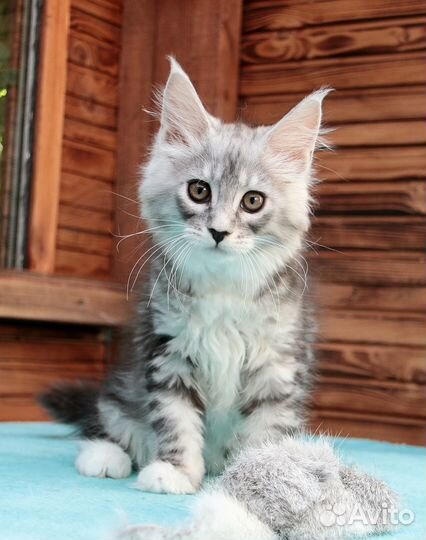 Серебряная кошка