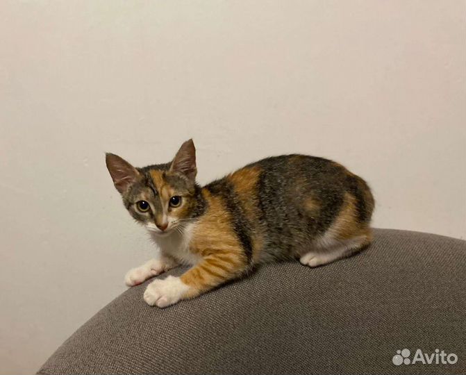 Котята в добрые руки девочки Трехцветка бесплатно