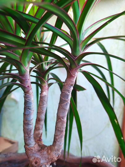 Пальма драцена