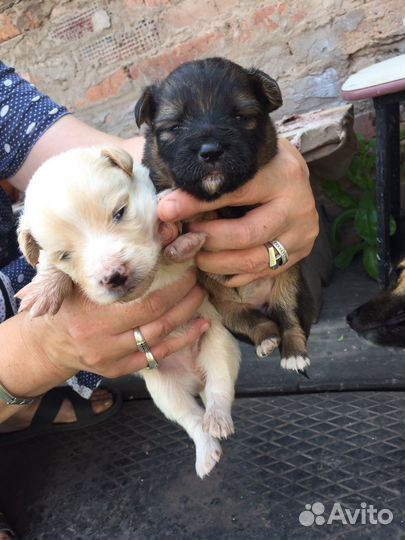 Щенки в добрые руки