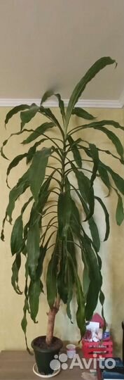 Пальма драцена