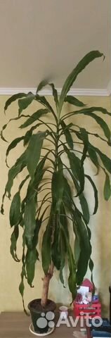 Пальма драцена