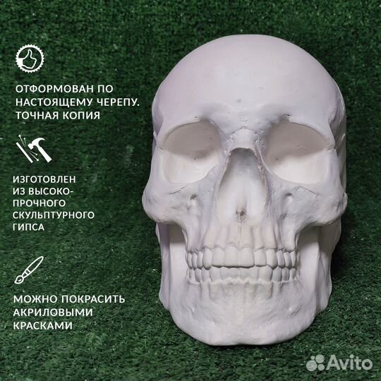 Череп Анатомический (Гипс) 23*15*17 см