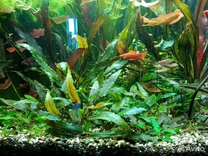 Продам растения и улитки теодоксусы