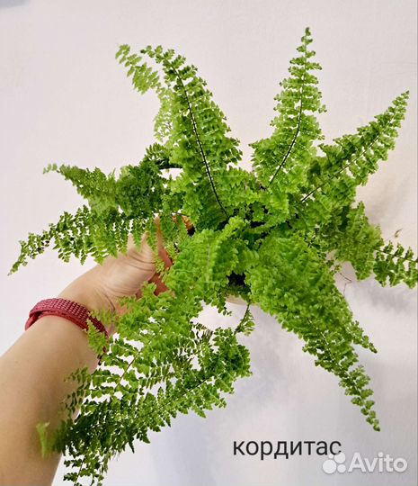 Папортники Нефролеписы 3 часть