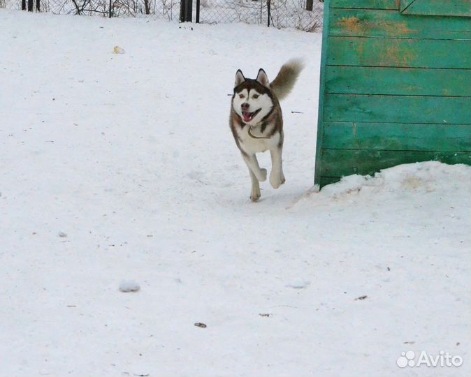 Сибирский хаски