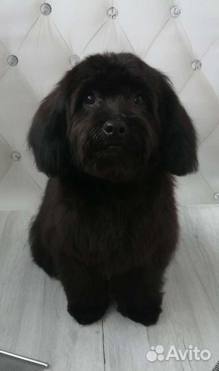 Грумер (Стрижка собак)