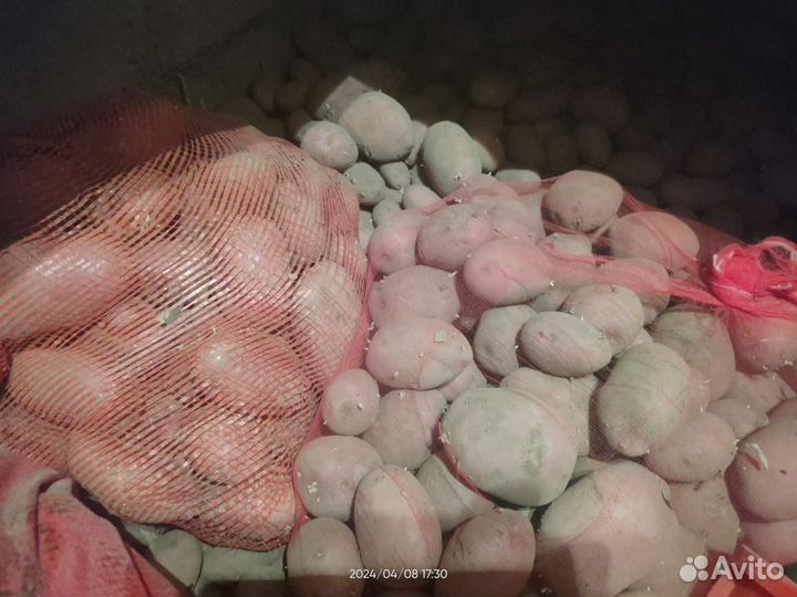Картофель