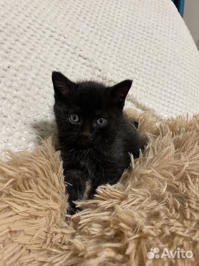 Котенок мальчик 1,5 месяца