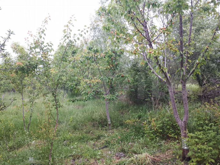 Участок 20 сот. (СНТ, ДНП)