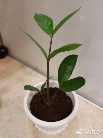 Продам Молодой Замиукулькас