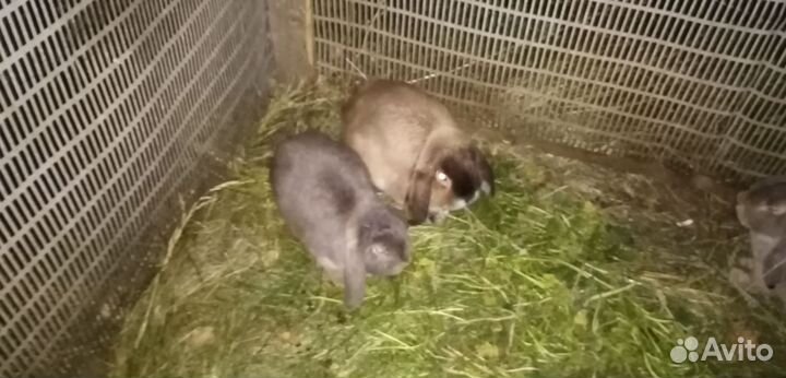 Декоративные кролики