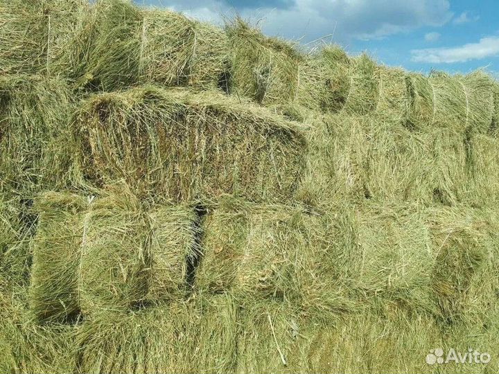 Продам сено в рулонах