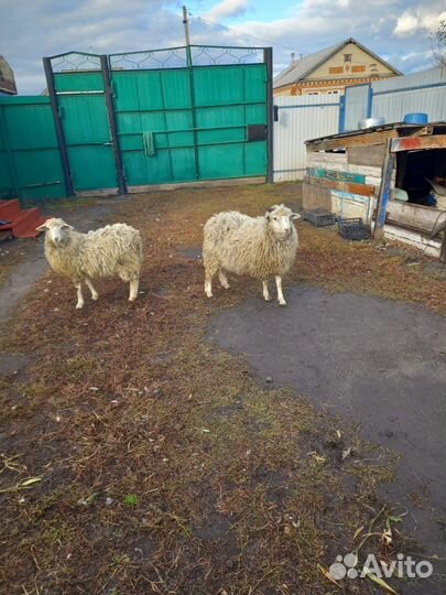 Баран и ярка