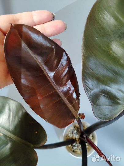 Филодендрон блек кардинал