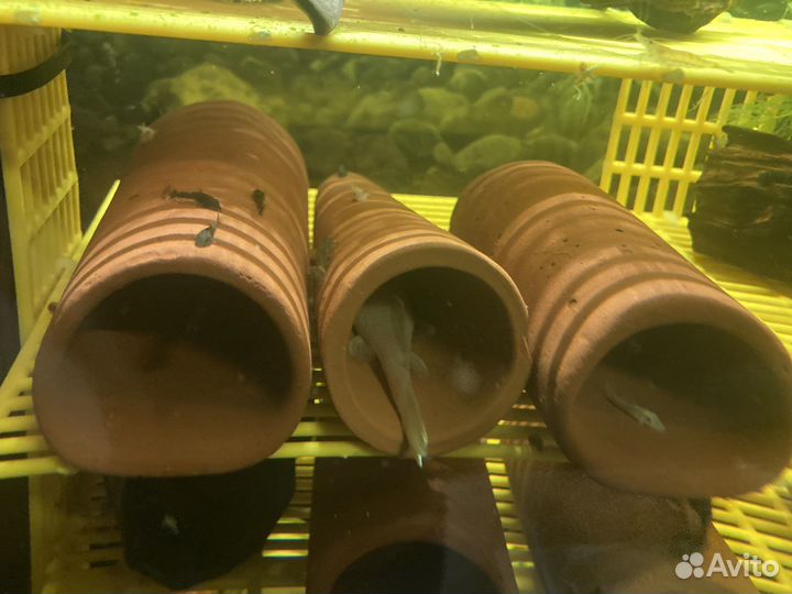 Сом номерной, креветки кольцерукие, гуппи эндлера