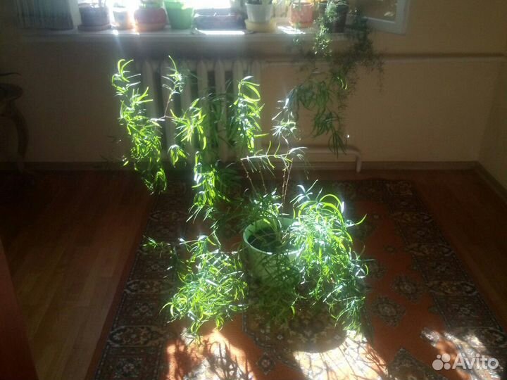 Цветок аспарагус серповидный крупнолистный