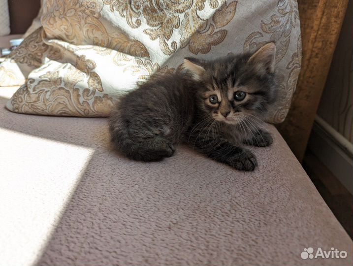 Котята в дар