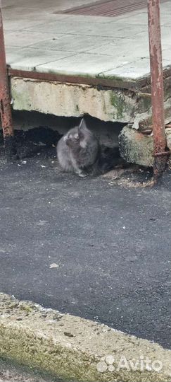 Маленький котенок плачет у подъезда