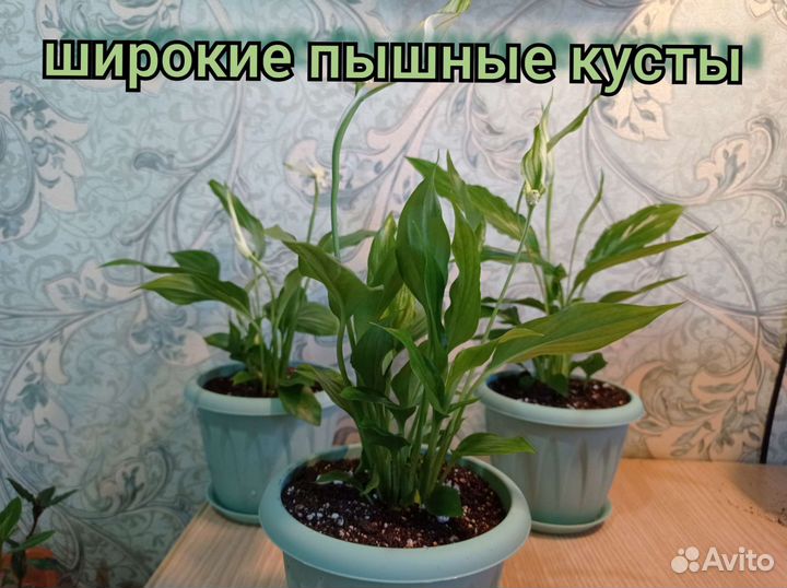 Спатифиллум mini сорт Шопен и сорт Алана