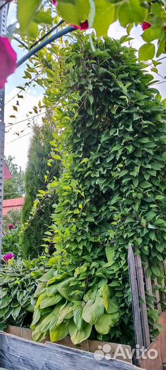 Саженцы китайского лимонника