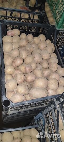 Семенной картофель