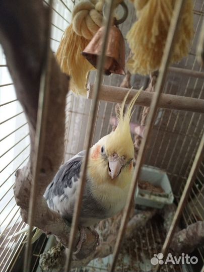 Попугай корелла