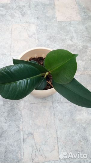 Фикус каучуконосный