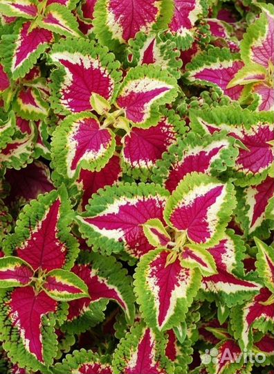 Колеусы сортовые (ассорти)