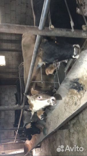 Бычки откормочные