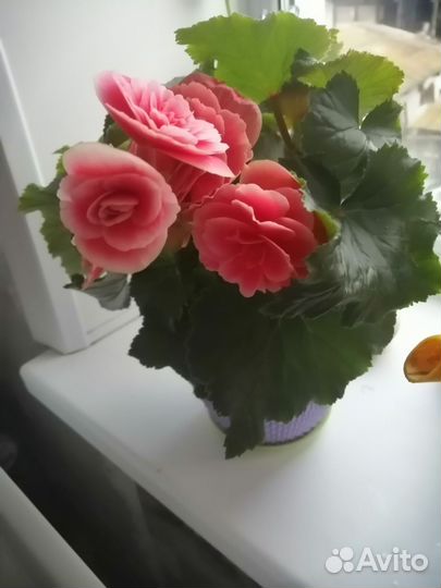 Бегония элатиор