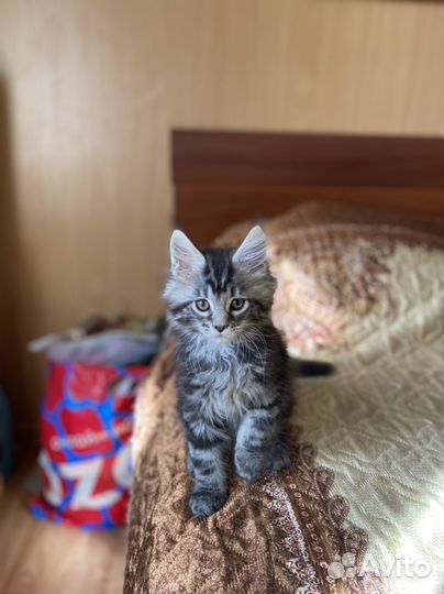 Котята мейн-кун