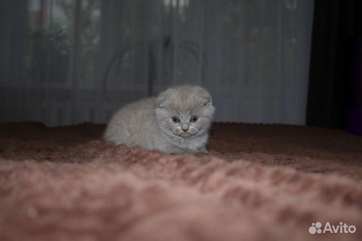 Британские котята