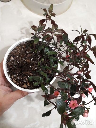 Ахименес ампельный