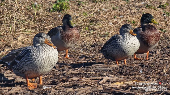 Цветная кряква