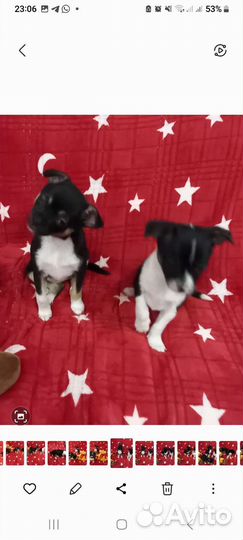 Щенки чихуахуа